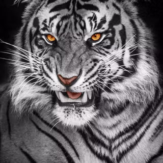 Black tiger phone wallpaper