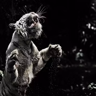 Black tiger 4k wallpaper