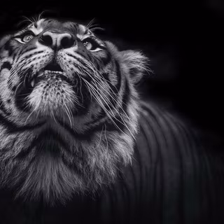 Black tiger 4k wallpaper