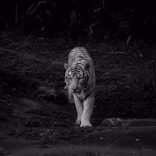 Black tiger 4k wallpaper