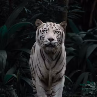White tiger phone wallpaper