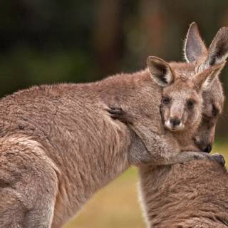 Kangaroo 4k wallpaper