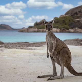 Kangaroo 4k wallpaper