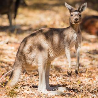 Kangaroo 4k wallpaper