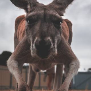 Kangaroo 4k wallpaper