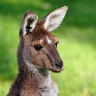 Kangaroo 4k wallpaper