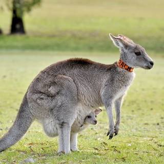 Kangaroo 4k wallpaper