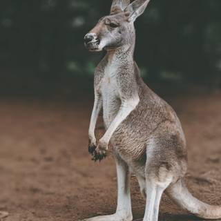 Kangaroo 4k wallpaper