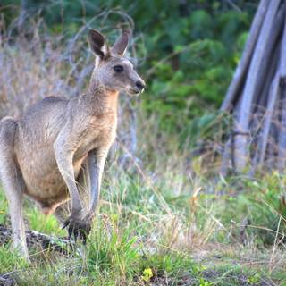 Kangaroo 4k wallpaper