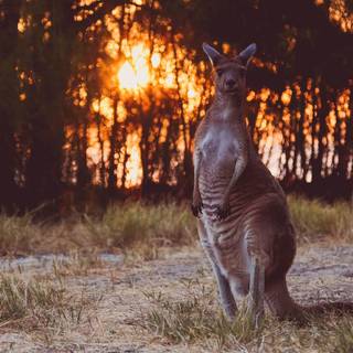 Kangaroo 4k wallpaper