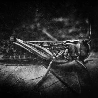 Black cricket wallpaper