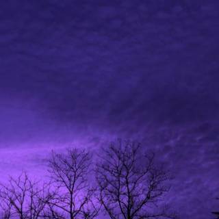 iPhone lilac wallpaper