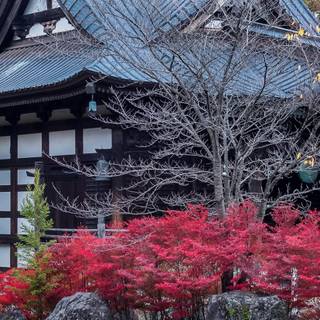 4k Japan iPhone wallpaper