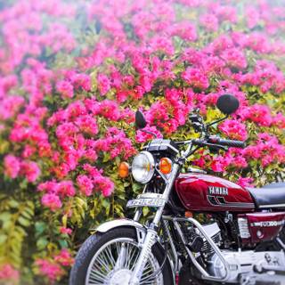 Yamaha Rx 100 4k wallpaper
