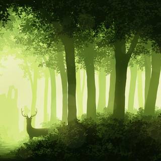 Forests 4k wallpaper