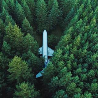 Forests 4k wallpaper