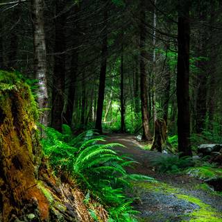 Forests 4k wallpaper