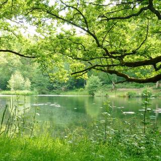 Forests 4k wallpaper