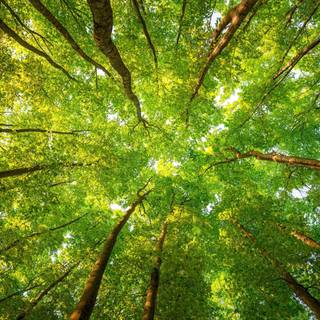 Forests 4k wallpaper