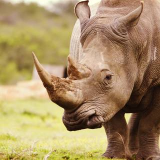 Rhinoceros 4k wallpaper