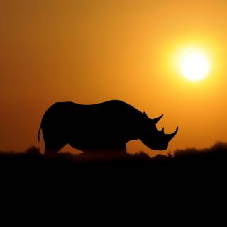 Rhinoceros 4k wallpaper