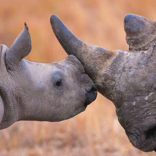 Rhinoceros 4k wallpaper