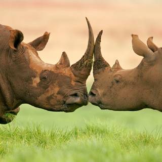 Rhinoceros 4k wallpaper