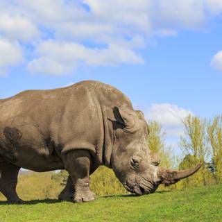 Rhinoceros 4k wallpaper