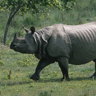 Rhinoceros 4k wallpaper