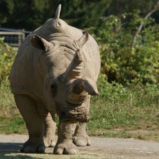 Rhinoceros 4k wallpaper