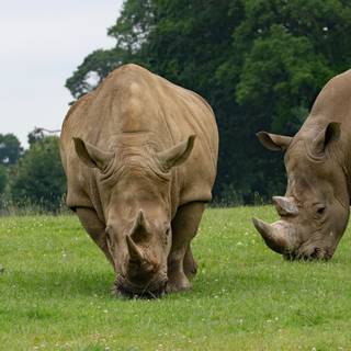 Rhinoceros 4k wallpaper