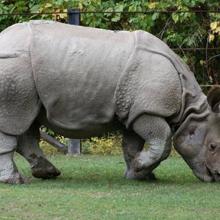 Rhinoceros 4k wallpaper