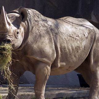 Rhinoceros 4k wallpaper