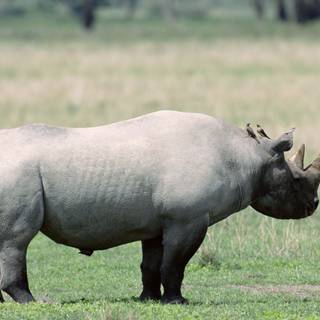 Rhinoceros 4k wallpaper