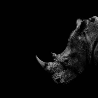 Rhinoceros 4k wallpaper