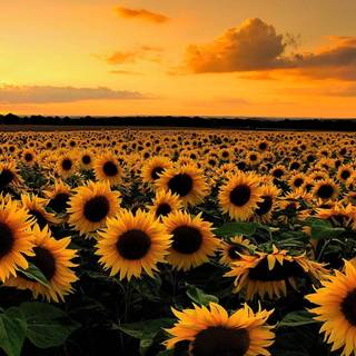 Sunflowers computer wallpaper