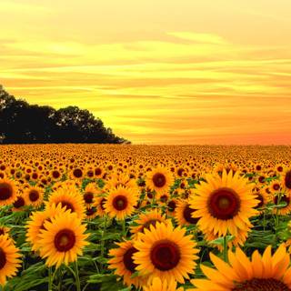 Sunflowers computer wallpaper