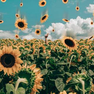 Sunflowers computer wallpaper