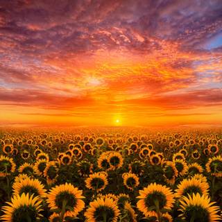 Sunflowers computer wallpaper