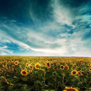 Sunflowers computer wallpaper