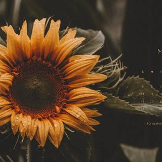 Sunflowers computer wallpaper