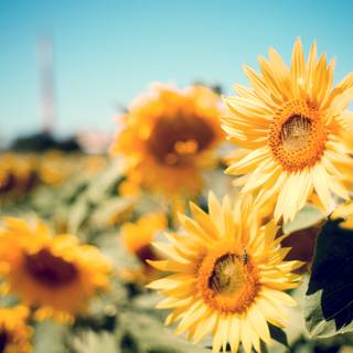 Sunflowers computer wallpaper