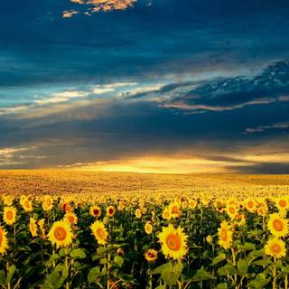 Sunflowers computer wallpaper