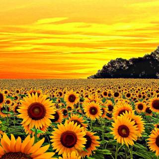 Sunflowers computer wallpaper