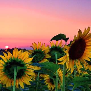 Sunflowers computer wallpaper