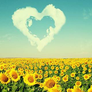 Sunflowers computer wallpaper