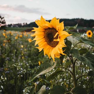 Sunflower phone wallpaper