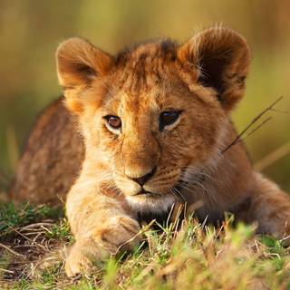 Lion with cub wallpaper