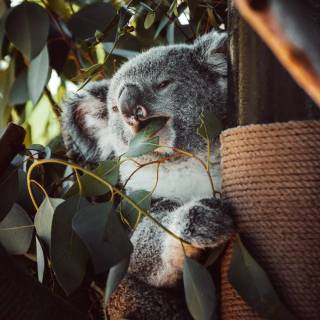 Koala phone wallpaper