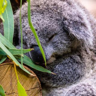 Koala phone wallpaper